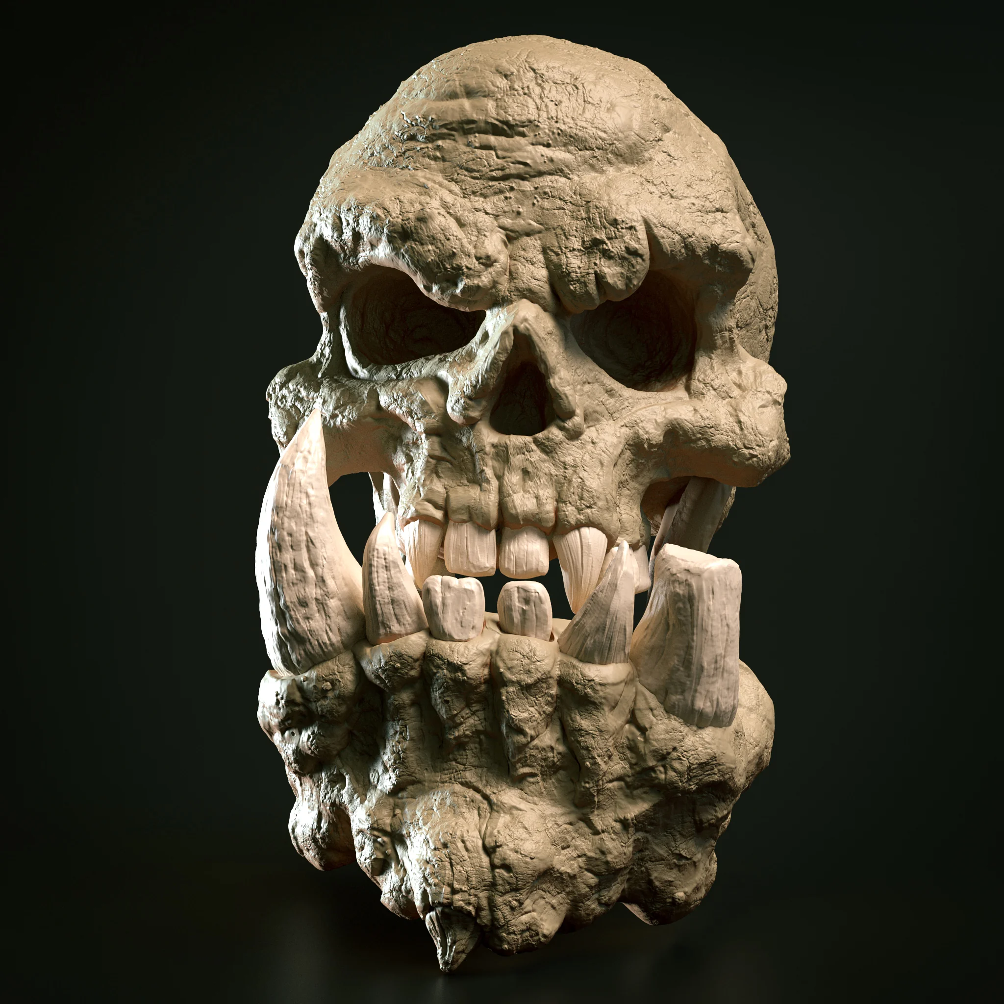 Human Cranium Anatomical Study
